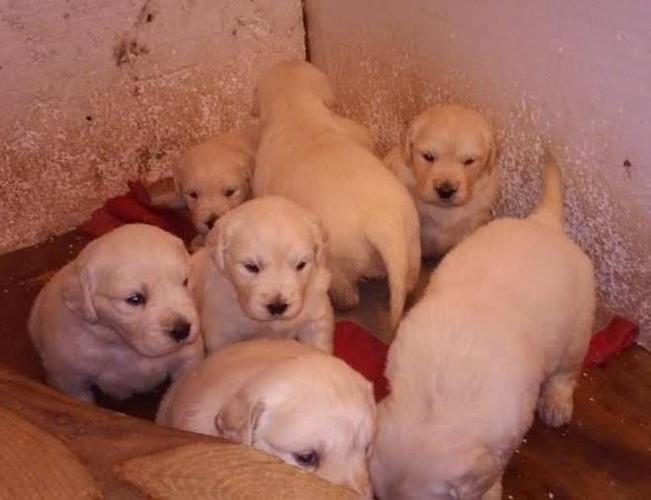 Zlatni retriver stenci 