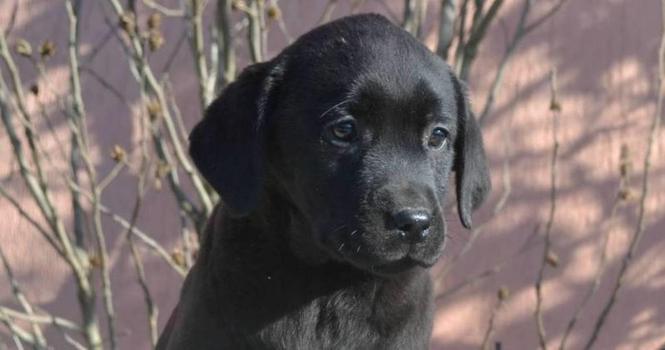 Labrador, stenci 