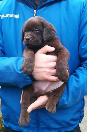 Labrador Retriver
