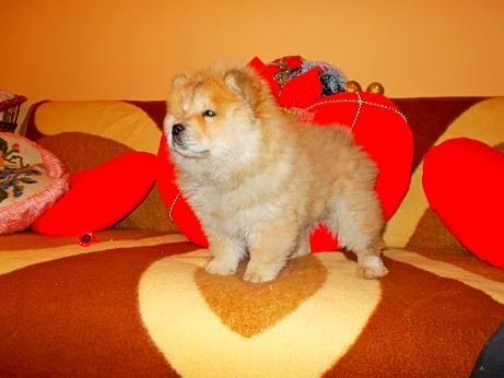 Chow-chow-cau-cau-stenad