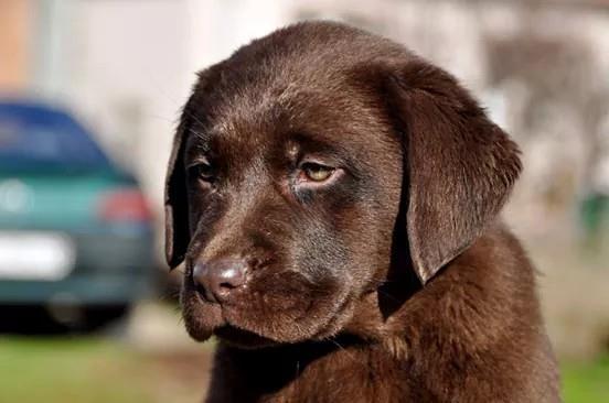 Labrador-stenci-