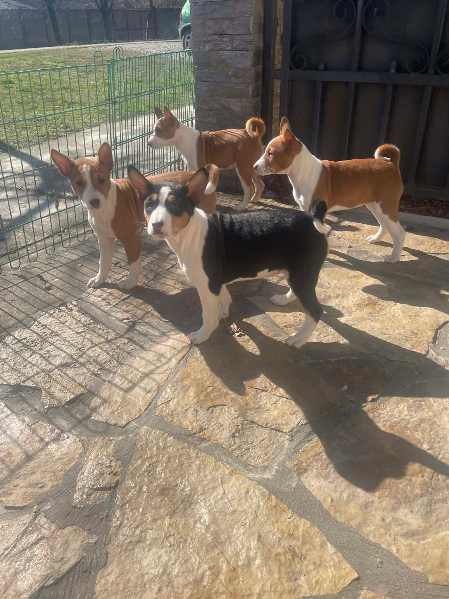 Prelepi-štenci-rase-Basenji