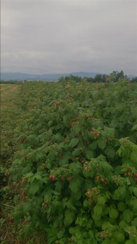 Sadnice Maline Polana