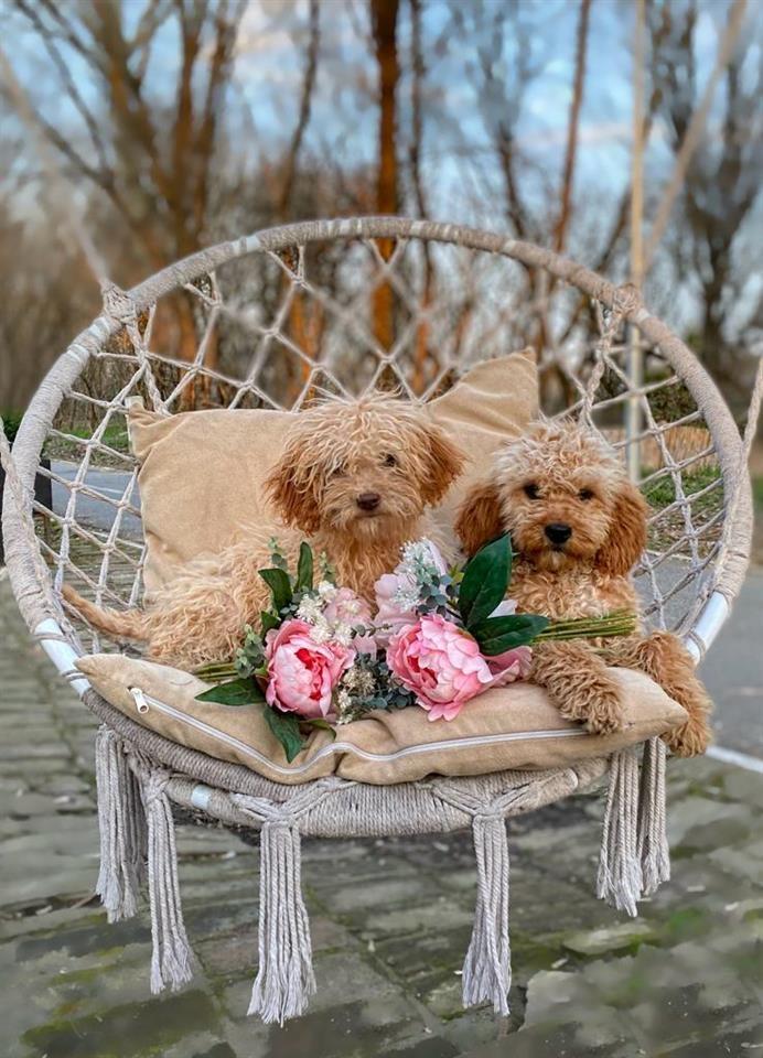 Labradoodle--labradudl-
