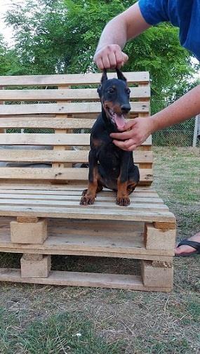 Doberman-štenci