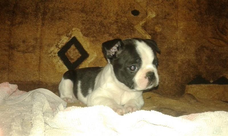 Boston-terrier--stenad