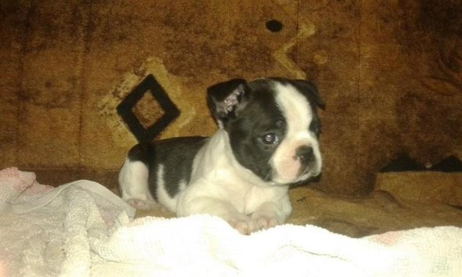 Boston terrier, stenad