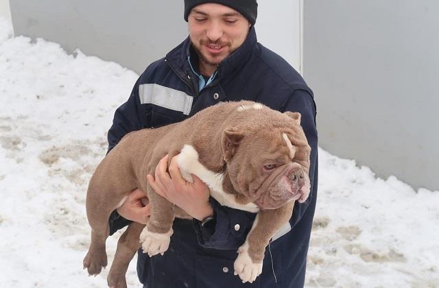 Micro-American-Bully