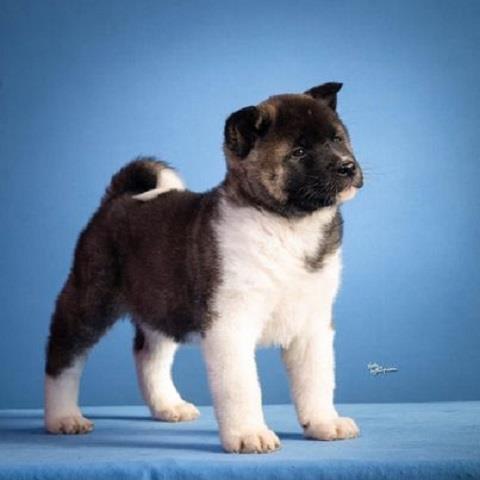 Americka-akita