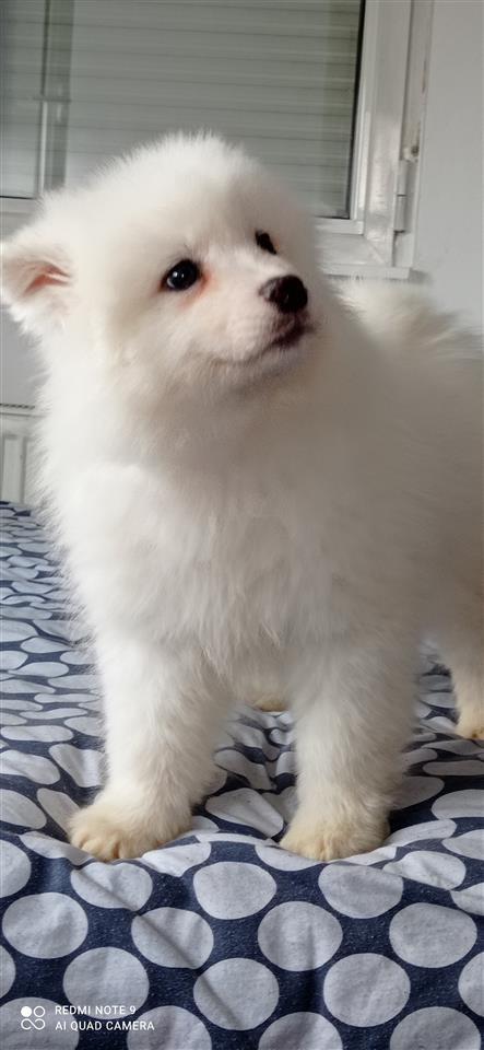 Samojed-