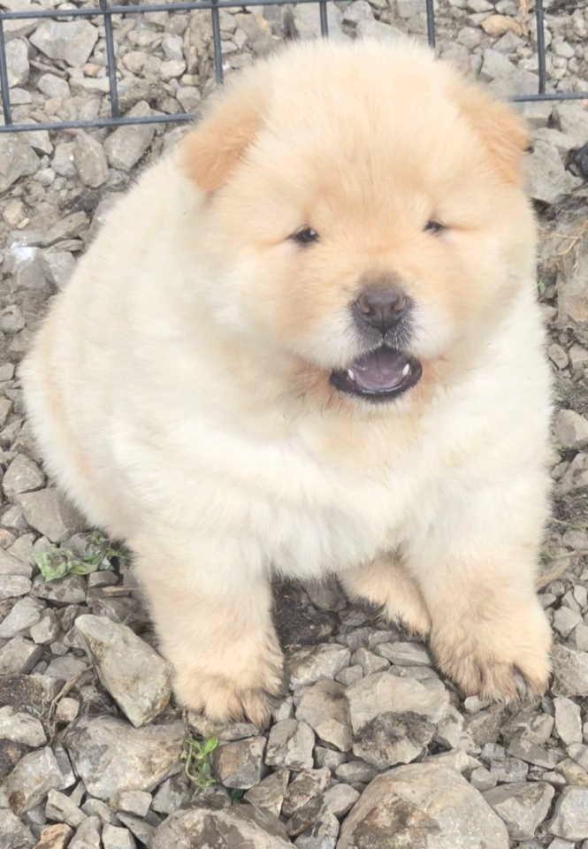 Chow-chow-prelepi-krem-stenci
