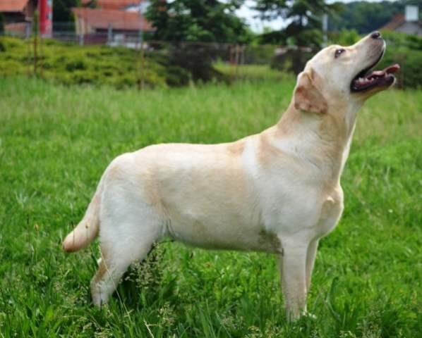 Zenku-labrador-retrivera