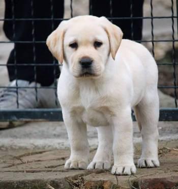 LABRADOR STENAD