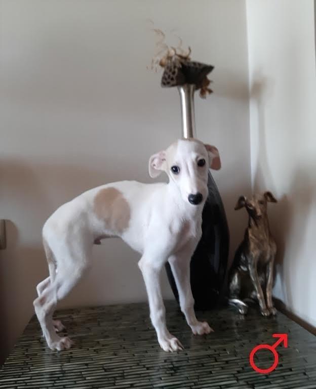 Stenci-Vipeta---Whippet