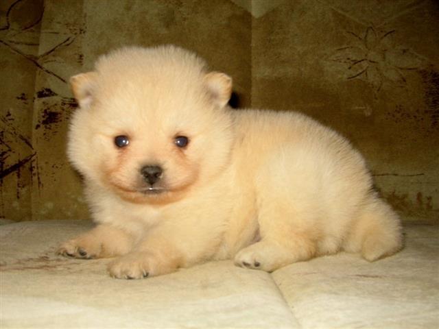 Pomeranac stenci