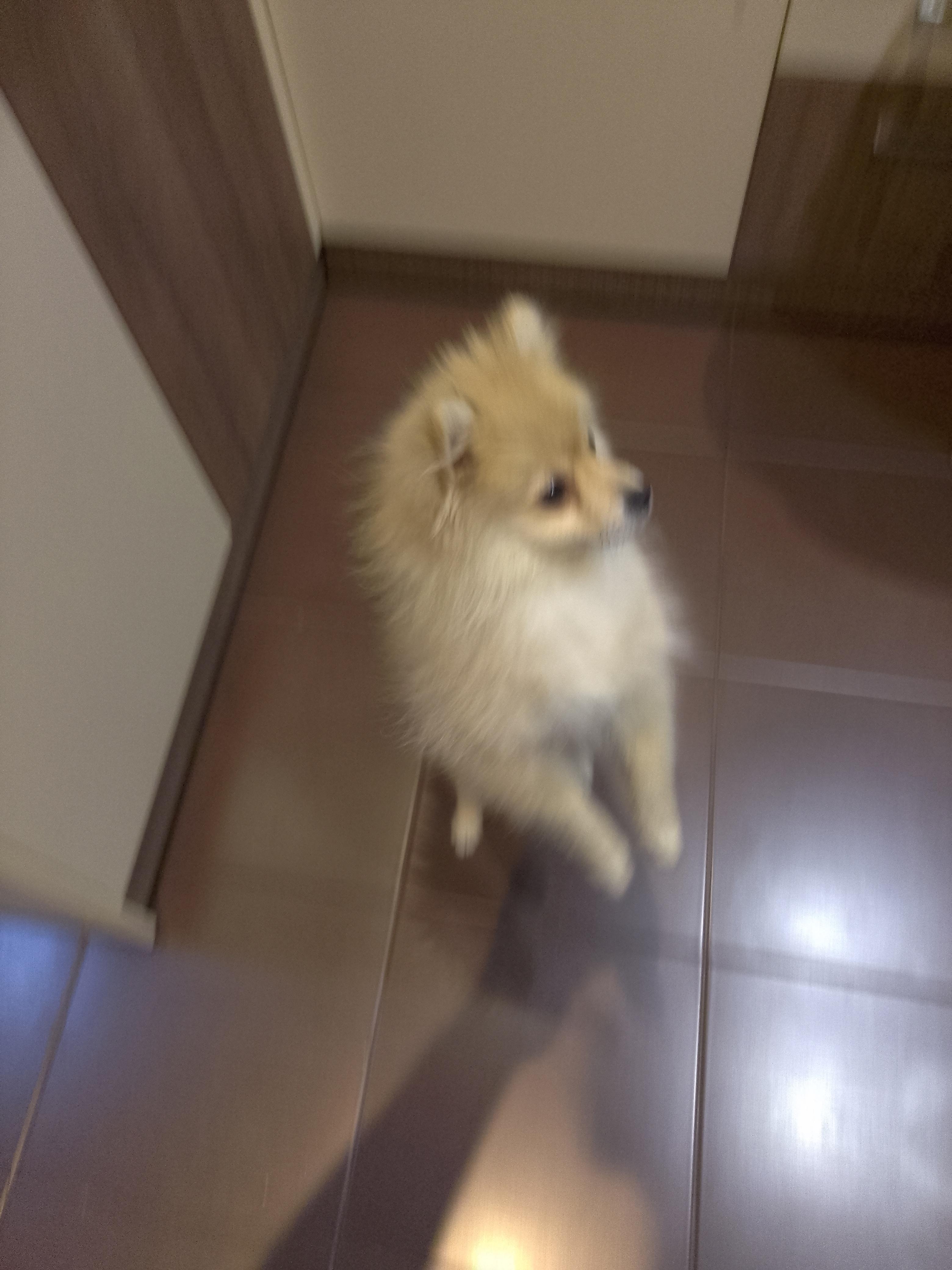 Pomeranac-boo