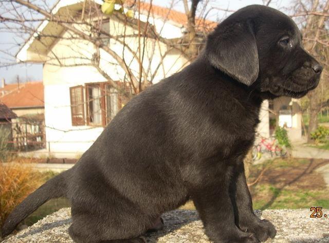LABRADOR-RETRIVER-stenci