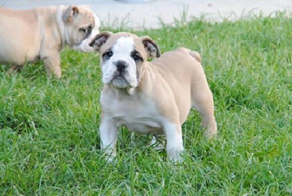 Engleski-buldog