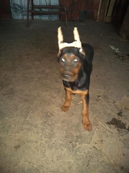Doberman-stenad