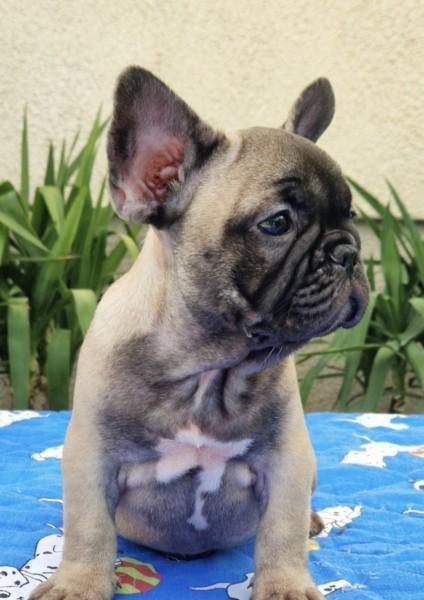 Francuski-buldog-štenci