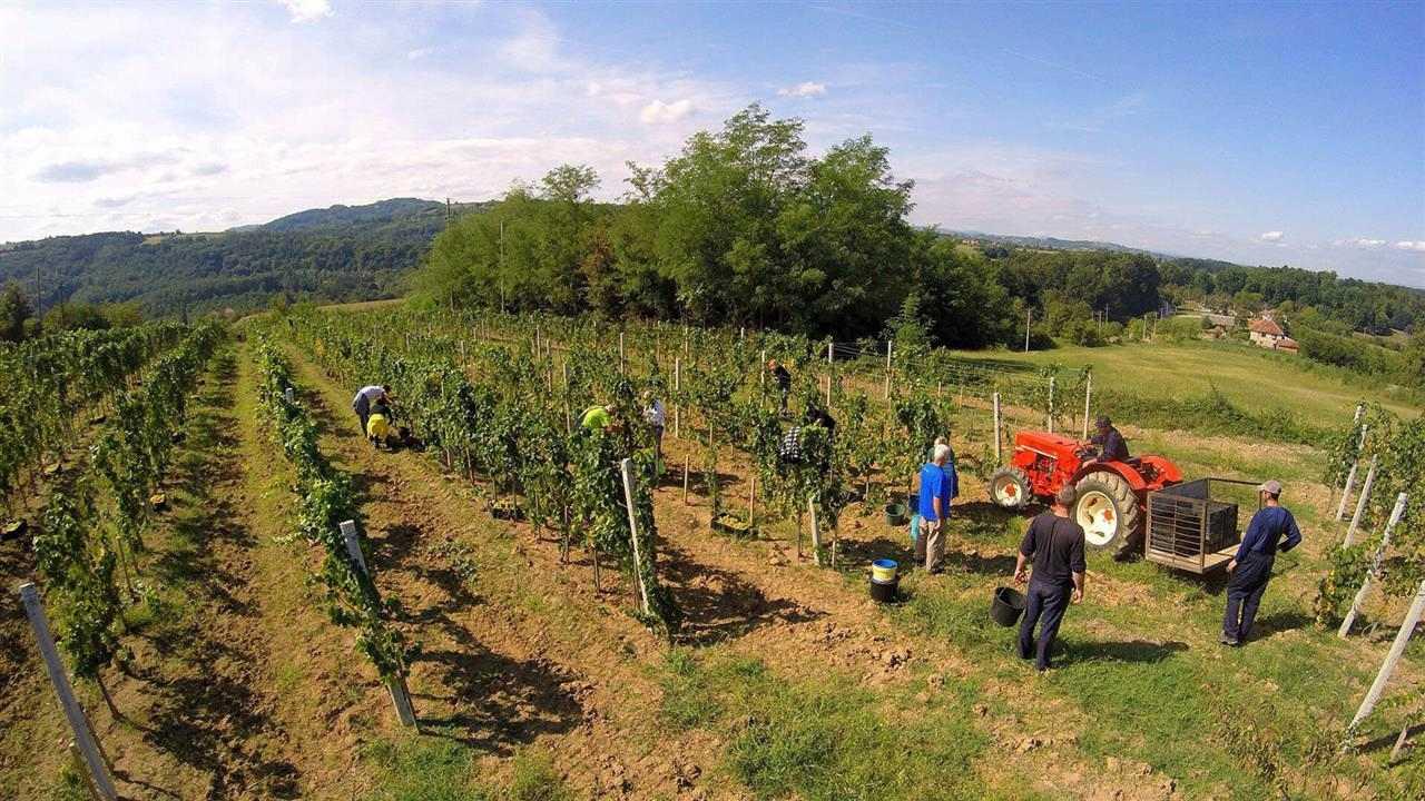 Vinske-sorte-grozdja