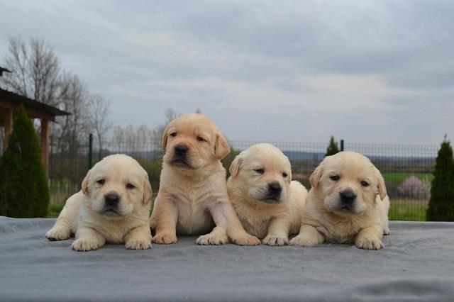 Labrador-retriver-