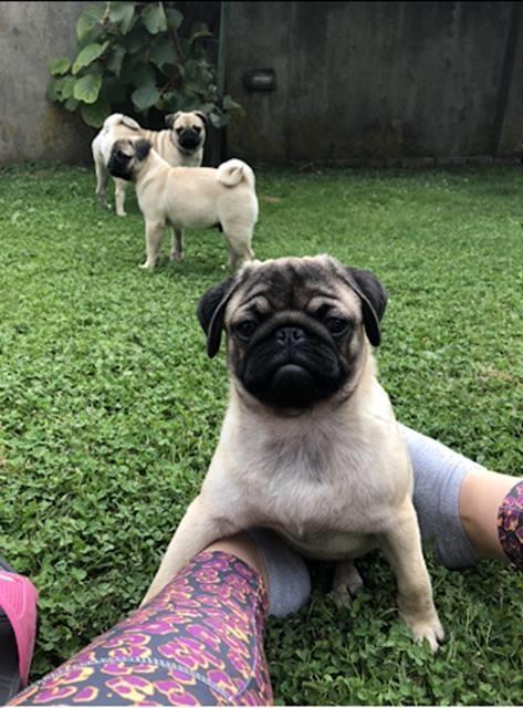 Mops