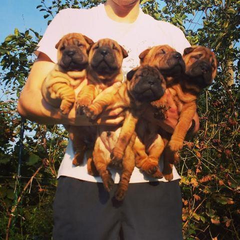 Shar-Pei-stenad