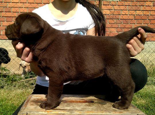 Labrador-retriver--braon-štenad