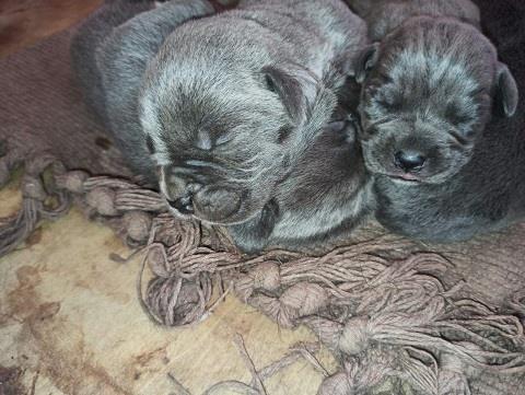 Cane-corso-štenci