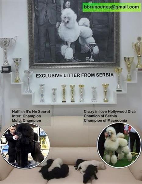 Kraljevska-Standard-pudla-stenad--