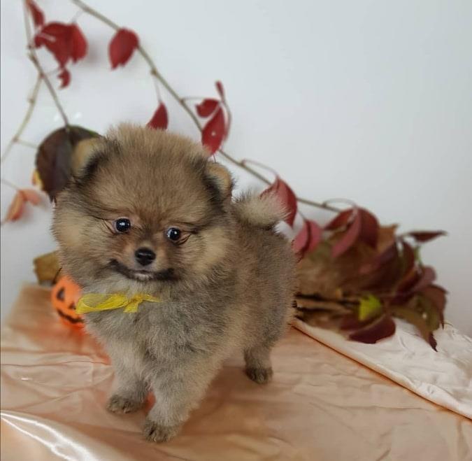 Mini-Boo