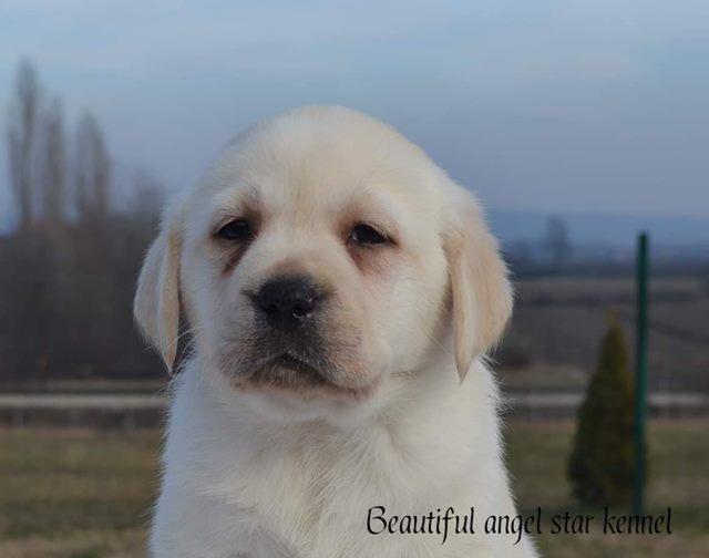 Stenci-LABRADOR-RETRIVERA