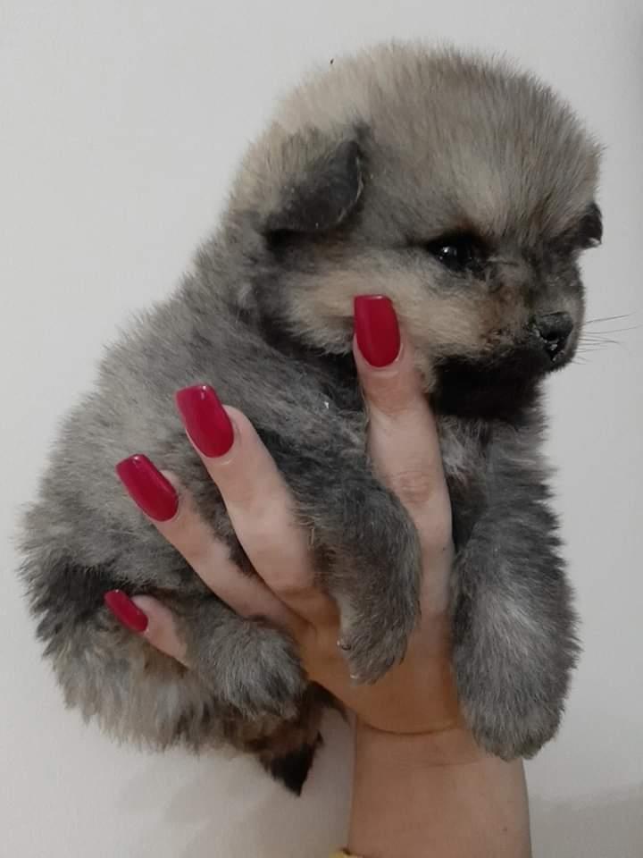 Pomeranski-špic-