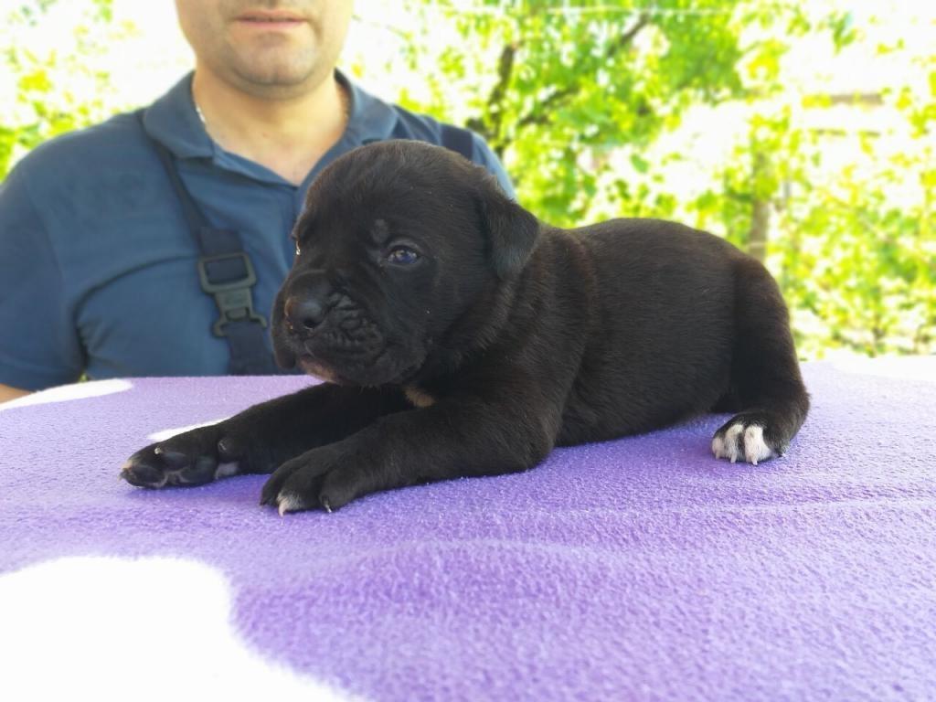 Cane-corso--izlozbeni-stenci