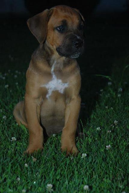Cane-Corso-stenci