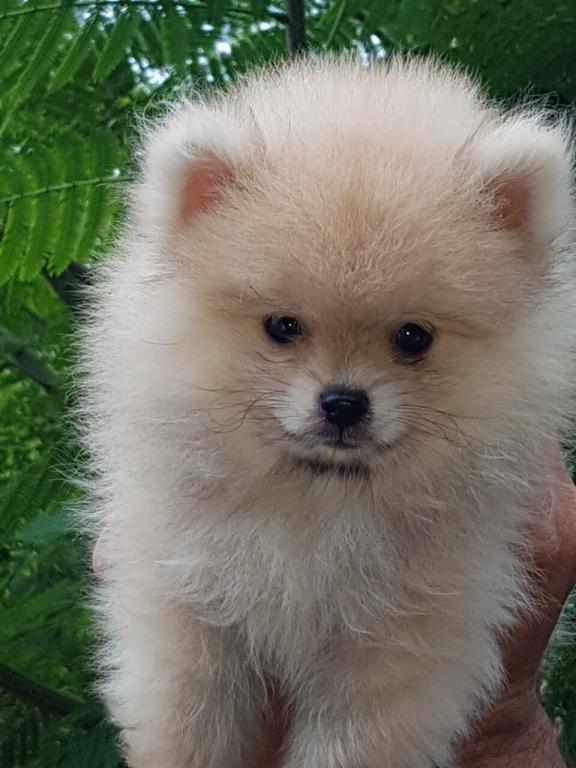 Pomeranci-boo