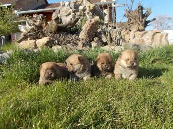 Chow-chow-cau-cau-stenad