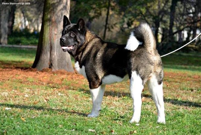 Americka akita / parenje