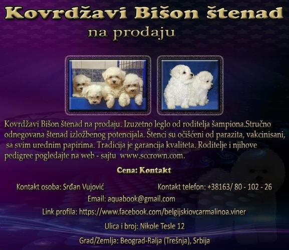 Kovrdžavi Bišon štenad na prodaju
