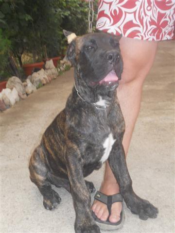 Cane-Corso-stenci