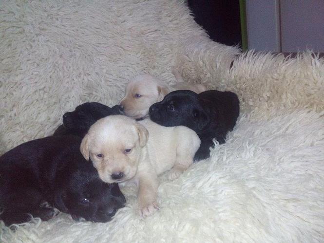 Stenci Labradora