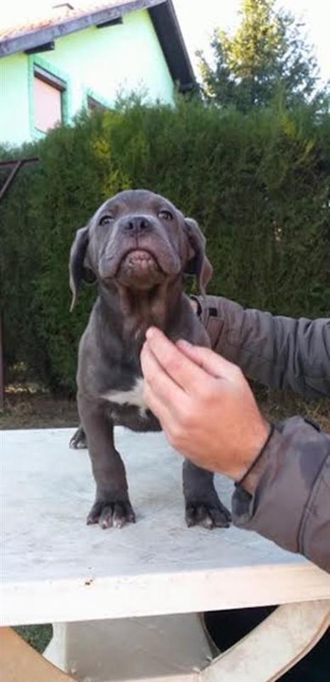 CANE-CORSO