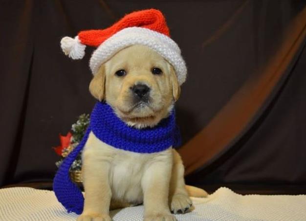 Labrador retvirer
