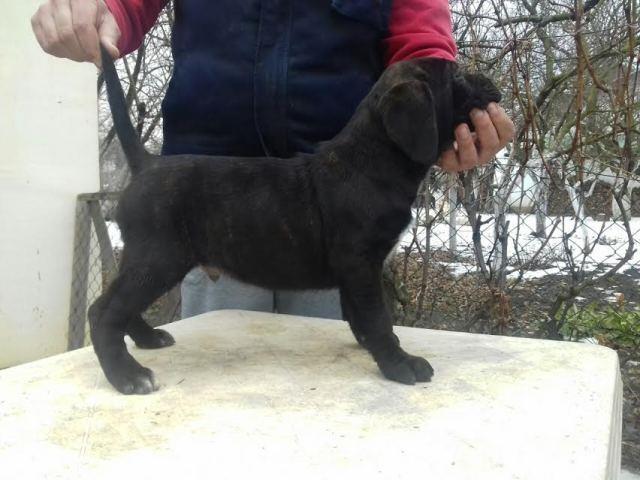 Cane-corso---POVOLJNO---