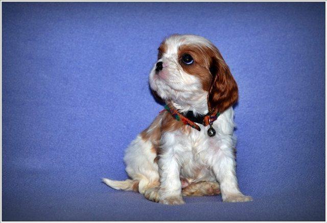 Mops-i-Cavalier-KCS-stenci