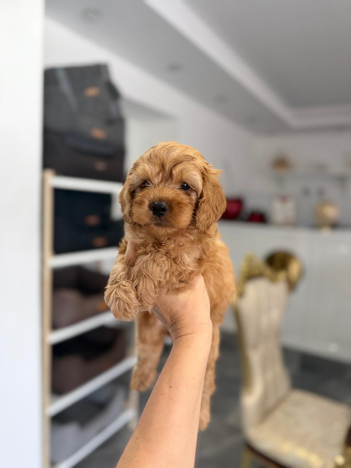 Goldendoodle-prelepi-štenci