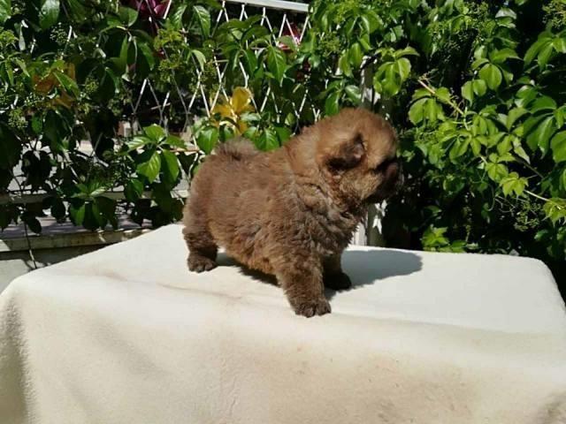 Chow-Chow-stenci