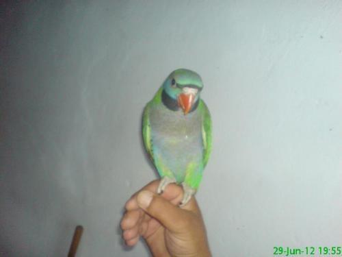 Kina