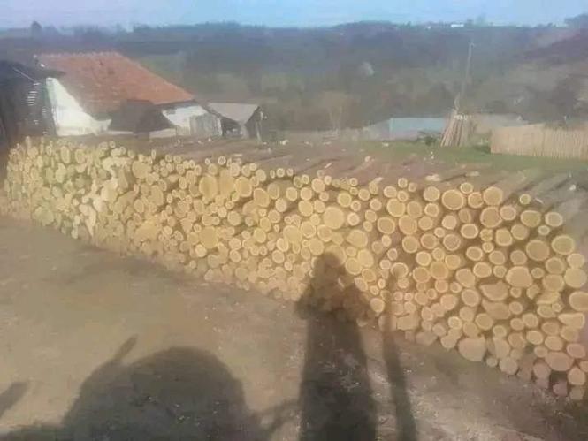Sadnice jagode kleri I apika 